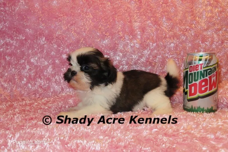 Kitty – Shih Tzu puppy for sale in Macon, GA