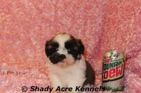 Kitty, a female Shih Tzu for sale in Macon, GA – Photo 2 of 10