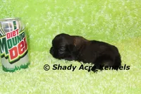 Kiro- Ready 3-18, a male Shih Tzu for sale in Macon, GA – Photo 2 of 6