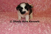 Kitty- Ready 3-18, a female Shih Tzu for sale in Macon, GA – Photo 5 of 10