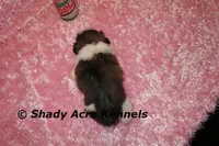 Kitty, a female Shih Tzu for sale in Macon, GA – Photo 7 of 10