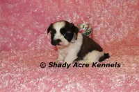Kitty- Ready 3-18, a female Shih Tzu for sale in Macon, GA – Photo 7 of 10