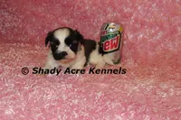 Kitty- Ready 3-18, a female Shih Tzu for sale in Macon, GA – Photo 3 of 10