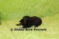 Kiro- Ready 3-18, a male Shih Tzu for sale in Macon, GA – Photo 1 of 6