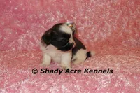 Kitty- Ready 3-18, a female Shih Tzu for sale in Macon, GA – Photo 8 of 10