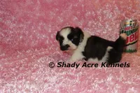 Kitty- Ready 3-18, a female Shih Tzu for sale in Macon, GA – Photo 6 of 10