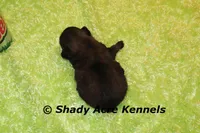 Kiro- Ready 3-18, a male Shih Tzu for sale in Macon, GA – Photo 6 of 6