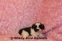 Kitty, a female Shih Tzu for sale in Macon, GA – Photo 9 of 10
