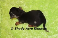 Dapple Yates, a male Miniature Dachshund for sale in Macon, GA – 9 of 10