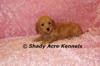F1b MINI Lathy--average weight 30lbs, a female Miniature Goldendoodle for sale in Macon, GA – 10 of 10
