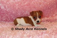 Smooth Shorty Cheela, a female Jack Russell Terrier for sale in Macon, GA – 7 of 10