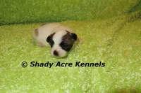 McCavity, a male Shichon for sale in Macon, GA – 7 of 8
