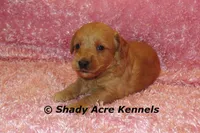 F1b MINI Lathy--average weight 30lbs, a female Miniature Goldendoodle for sale in Macon, GA – 5 of 8