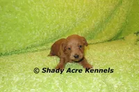F1b MINI Laroy--average weight 30lbs, a male Miniature Goldendoodle for sale in Macon, GA – 4 of 6