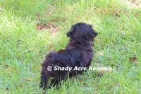 Willis, a male Shihpoo for sale in Macon, GA – 5 of 7