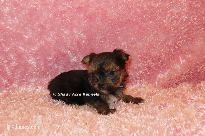 Bugundy-average 4lbs – Yorkshire Terrier puppy for sale in Macon, GA