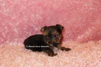 AKC Bugundy, a female Yorkshire Terrier for sale in Macon, GA – 6 of 6