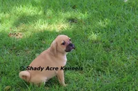 Bebby, a male Puggle for sale in Macon, GA – 9 of 10