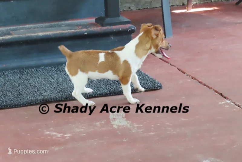 Elbert – Jack Russell Terrier puppy for sale in Macon, GA