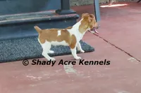 Elbert, a male Jack Russell Terrier for sale in Macon, GA – 6 of 8