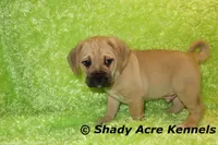 Bebby, a male Puggle for sale in Macon, GA – 2 of 10