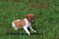 Ely, a male Jack Russell Terrier for sale in Macon, GA – 6 of 9