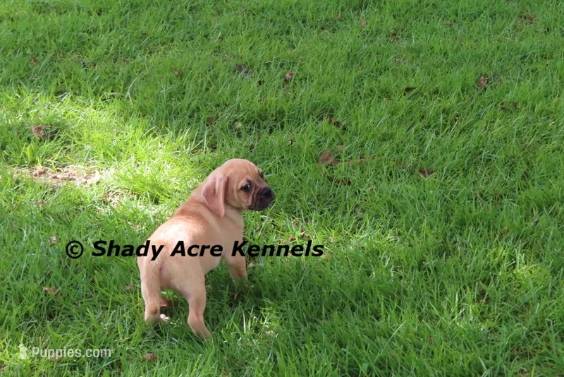 Bear – Puggle puppy for sale in Macon, GA