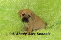 Benard, a male Puggle for sale in Macon, GA – 4 of 4