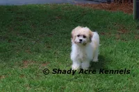 Shichon Magelan, a male Shichon for sale in Macon, GA – 4 of 9