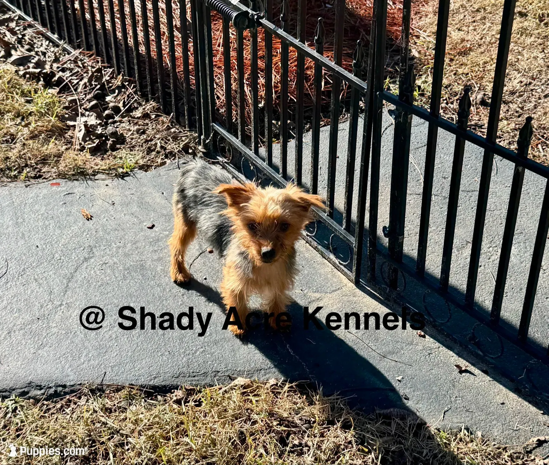 Budges-Parent pics included-average 4lb, a male Yorkshire Terrier for sale in Macon, GA – 10 of 10