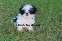Pimela--5-6 lb grown, a female Shih Tzu for sale in Macon, GA – 8 of 8