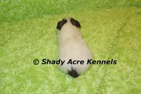 Gineral, a male Mal Shi for sale in Macon, GA – 7 of 8