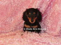 Long coat Lola--AKC registerable, a female Miniature Dachshund for sale in Macon, GA – 10 of 10