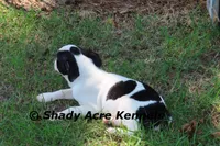 Indy--well behaved, happy, a male Boston Terrier for sale in Macon, GA – 4 of 10