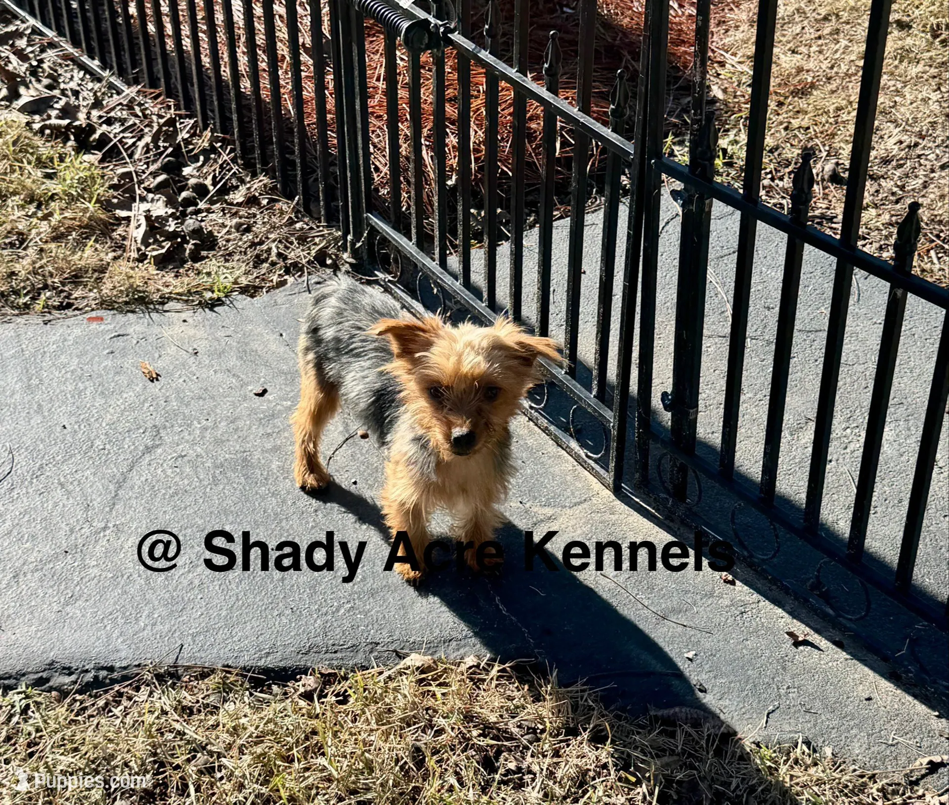 Bugundy-Parent pics included--average 4lbs, a female Yorkshire Terrier for sale in Macon, GA – 7 of 8