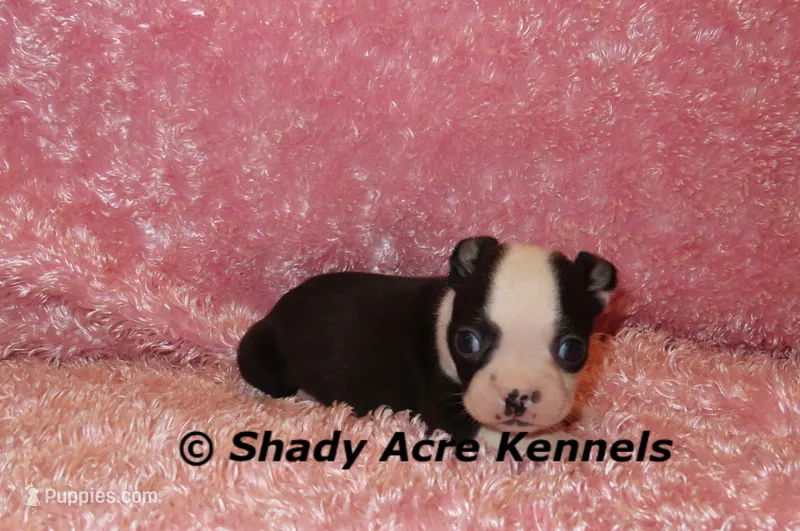 Madeline--ready to go 11-2 – Boston Terrier puppy for sale in Macon, GA