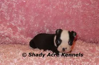 Madeline--ready to go 11-2, a male Boston Terrier for sale in Macon, GA – 1 of 7