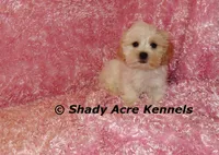 Diamond-mature weight 8-10 lb, a female Mal Shi for sale in Macon, GA – 7 of 10