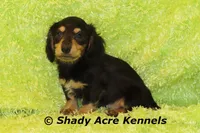 Long Coat Lochlan--AKC registerable, a male Miniature Dachshund for sale in Macon, GA – 3 of 10