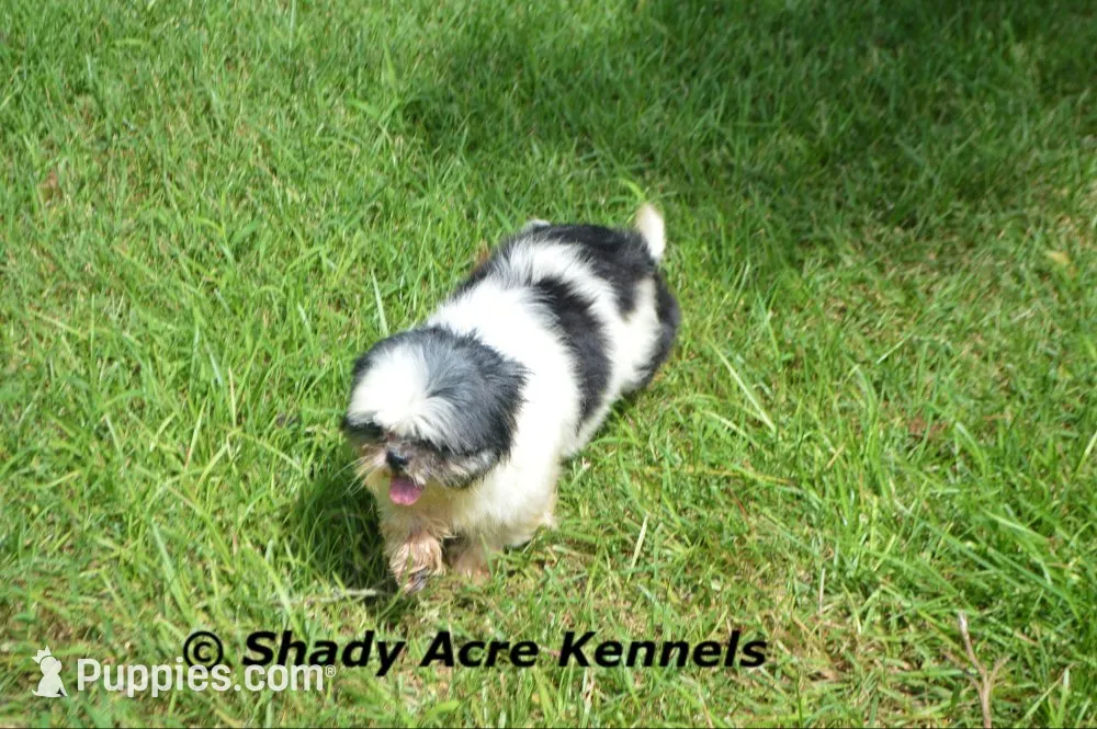 Pimela--4lb now--Parent pics too, a female Shih Tzu for sale in Macon, GA – 9 of 10