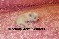 Disco, a female Mal Shi for sale in Macon, GA – 3 of 9