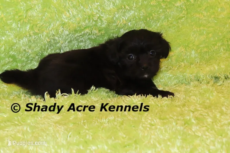 Willis – Shihpoo puppy for sale in Macon, GA