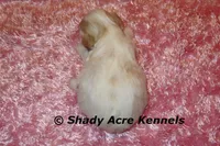 Rolanda, a female Havamalt for sale in Macon, GA – 5 of 5