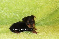 Blockberry-both parents are <5 lbs., a male Yorkshire Terrier for sale in Macon, GA – 5 of 6