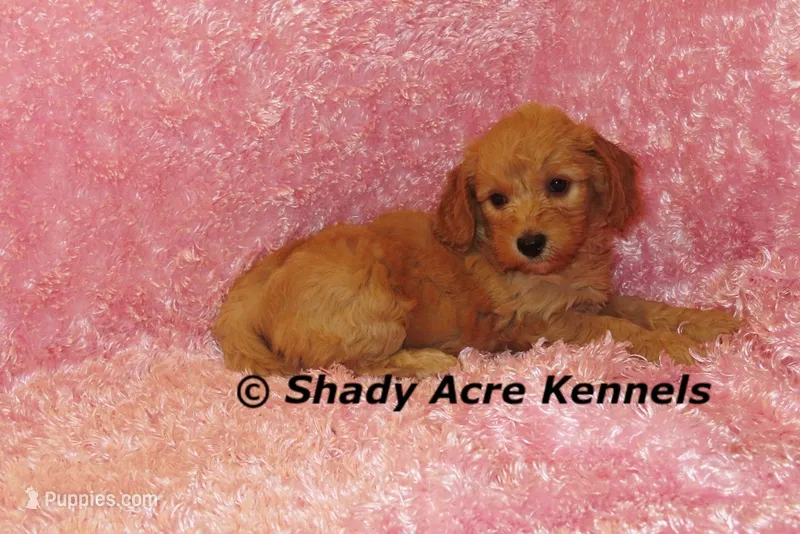 F1b MINI Lathy--average weight 30lbs – Miniature Goldendoodle puppy for sale in Macon, GA