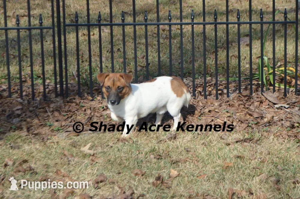 Tiny Short, Smooth Anagi-Parent pics too, a female Jack Russell Terrier for sale in Macon, GA – 9 of 9