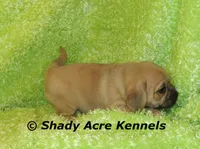 Bear, a male Puggle for sale in Macon, GA – 7 of 8