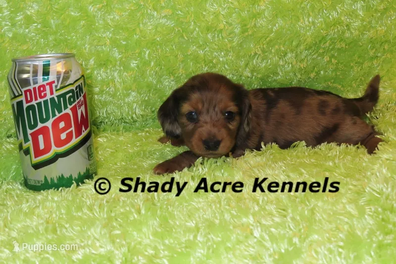 Long Coat Dapple Yamaha – Miniature Dachshund puppy for sale in Macon, GA