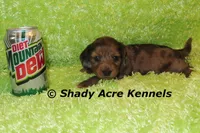 Long Coat Dapple Yamaha, a male Miniature Dachshund for sale in Macon, GA – 1 of 8
