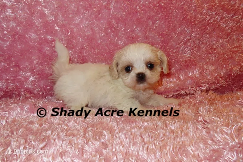 Dianna – Mal Shi puppy for sale in Macon, GA